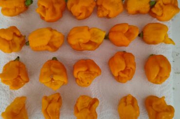 PLease Help identify this pepper!
