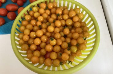 Anyone made an all cherry variety tomato salsa? Im considering trying it with these lemon drop tomatoes. They are out of control. really flavorful and I think roasting them over a smokey fire with the usual companions like garlic peppers onions might be amazing. I will probably do it.