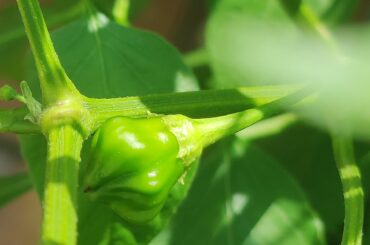 Is this going to be a Habanero or a Carolina Reaper?