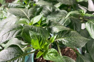 Plants look very unhappy any idea why?