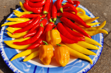 My first big harvest