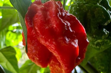 First Carolina reaper to turn red!