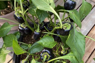 So many purple peppers
