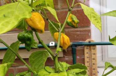Yellow 7 pots ripening nice uk