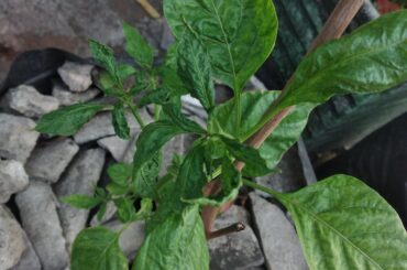 Is this normal?, If not, What can I do to fix it?
