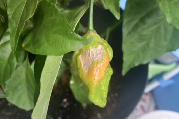 Ghost Pepper, don't know what this is though