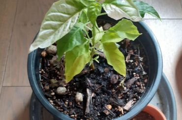 What the hell is happening to my pepper plant ? Was healthy a few days ago, and now decoloration-like white stains are on the leaves