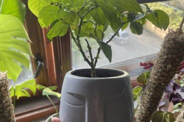 Help! My Carolina Reaper plant is dropping all her flowers:(