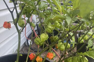 Reapers starting to ripen