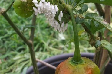This is what you get when you jump my Ghost Pepper plant bug!