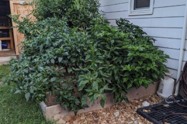 My pepper forrest