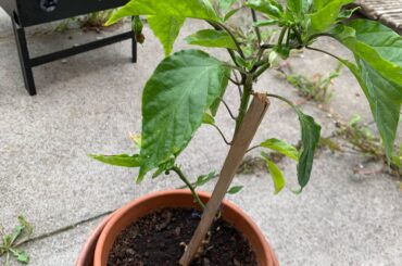 How do i take it out of the pot