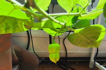 Cool growth