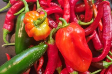 Yamaican bell pepper?