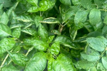 Hey what’s going on with my scotch bonnet leaves ?