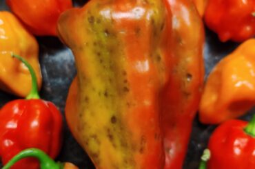 Black Spots on Bell Pepper