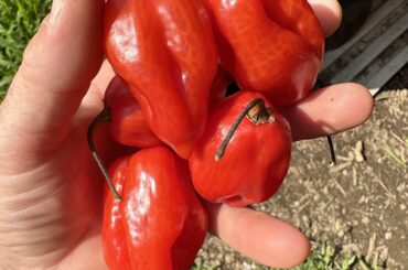 ID - maybe habanero
