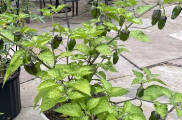 Aji Dolce #2?