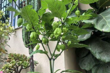 Update on ghost pepper in partial shade!