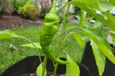 Finally the peppers have come!