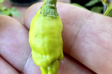 It’s official, I’m a dad. First peach reaper showed up today. SE Wisconsin