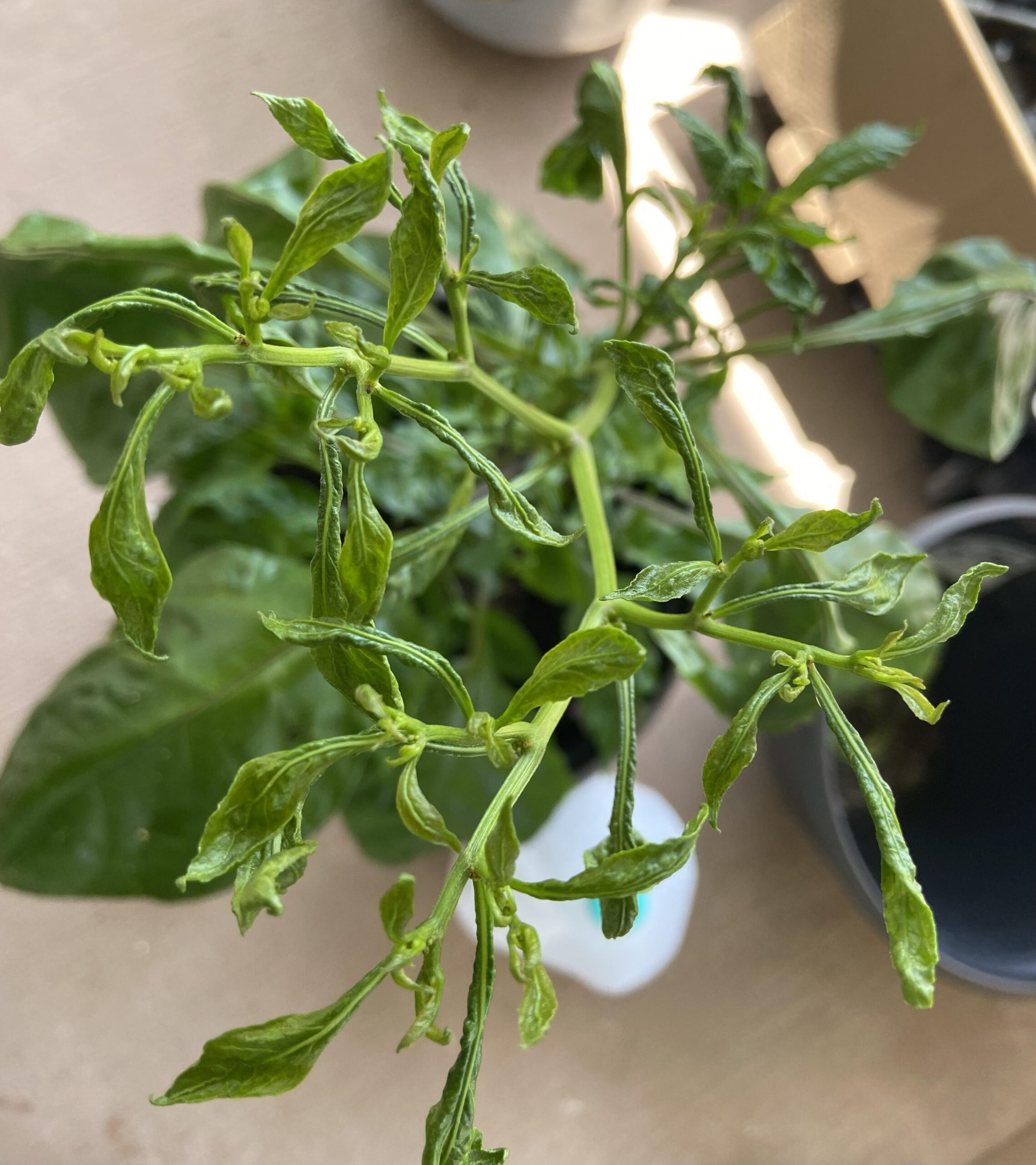 Troubleshooting Stunted Indoor Chili Growth - Featured Image
