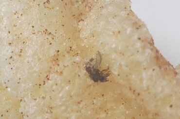 dead fly in my cinnamon twist