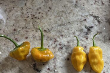 Friend handed me random seeds - what are these?