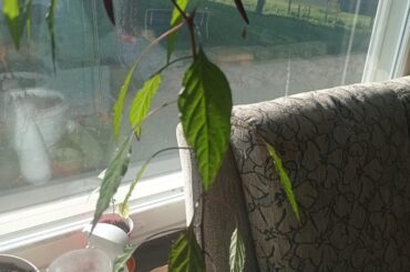 Purple Haze chili