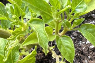Lemon Drop Budding and Bellpepper Sprouts