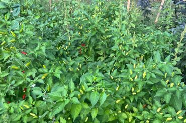 Are these really Tabasco Peppers?