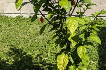 Is my carolina reaper plant sick ?