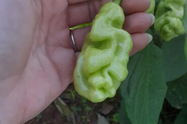 anyone ever grown gorengong habaneros? I think the peppers are so unique looking, they ripen to yellow and are decently hot. the plants themselves seem fat and squatty. prolific producers too!