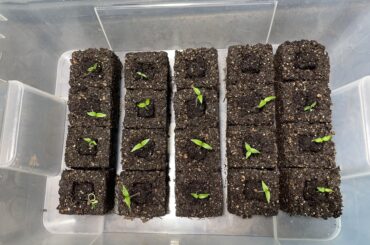 Baby Morugas