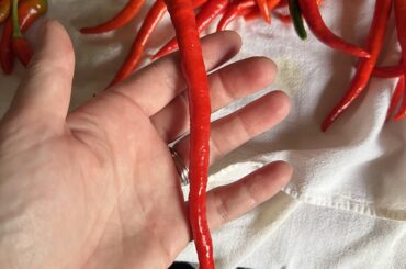 I either sprouted or bought plants these thinking they were Thai chili peppers. I’m not sure they are. Thoughts?