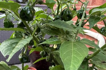 Peppers are still green