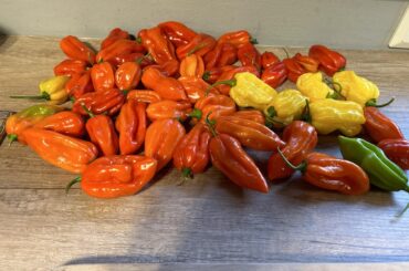 Just some hot habanero’s from my monster bush