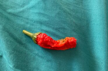 My first pepper