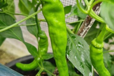 Pepper ID - I grew these from my scotch bonnet seeds last year, maybe a hybrid?