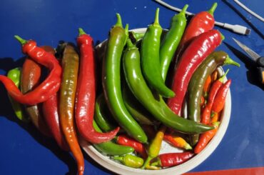 My first real pepper harvest