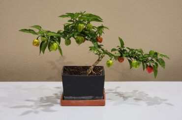 My one year old bonchi habanero plant