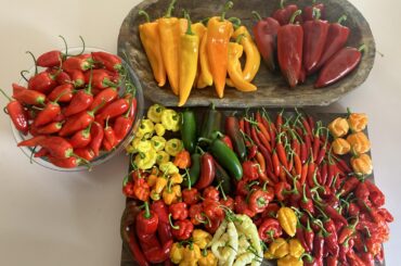Todays harvest
