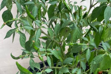 What kind of chili is that?