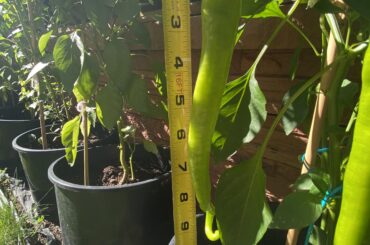 9 Inches cross-pollinated Chile de Arbol Reaper