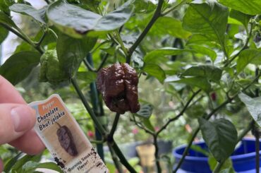 Pepper ID