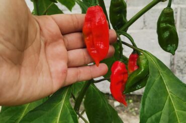 My home grown Chili Pepper, and the funniest part idk what it is. any idea?