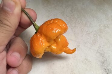 What are these?
