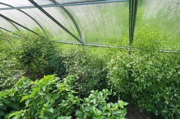 Big plants but small and late harvest, why?
