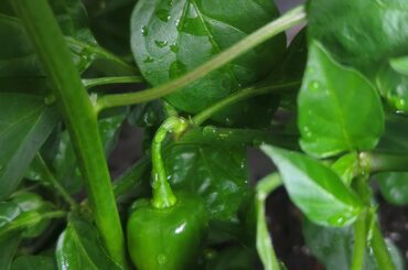 What pepper is this?