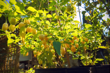 A couple beauty shots from the garden